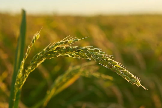 HYDROLYZED RICE PROTEIN